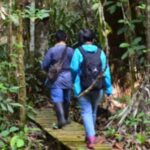 Orangutan Tour from Pangkalan Bun