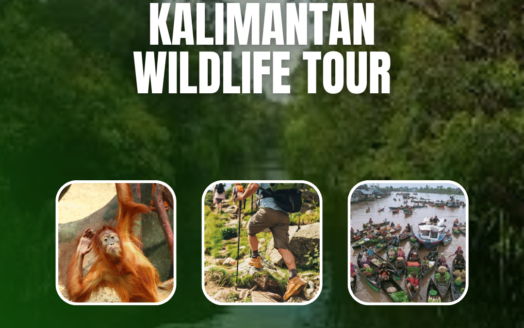 Kalimantan Wildlife Tour