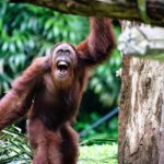 orangutan sumatra tour