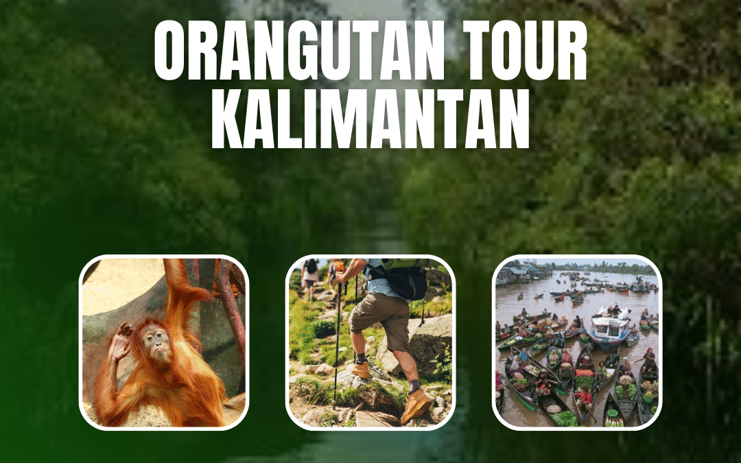 Orangutan Tour Kalimantan